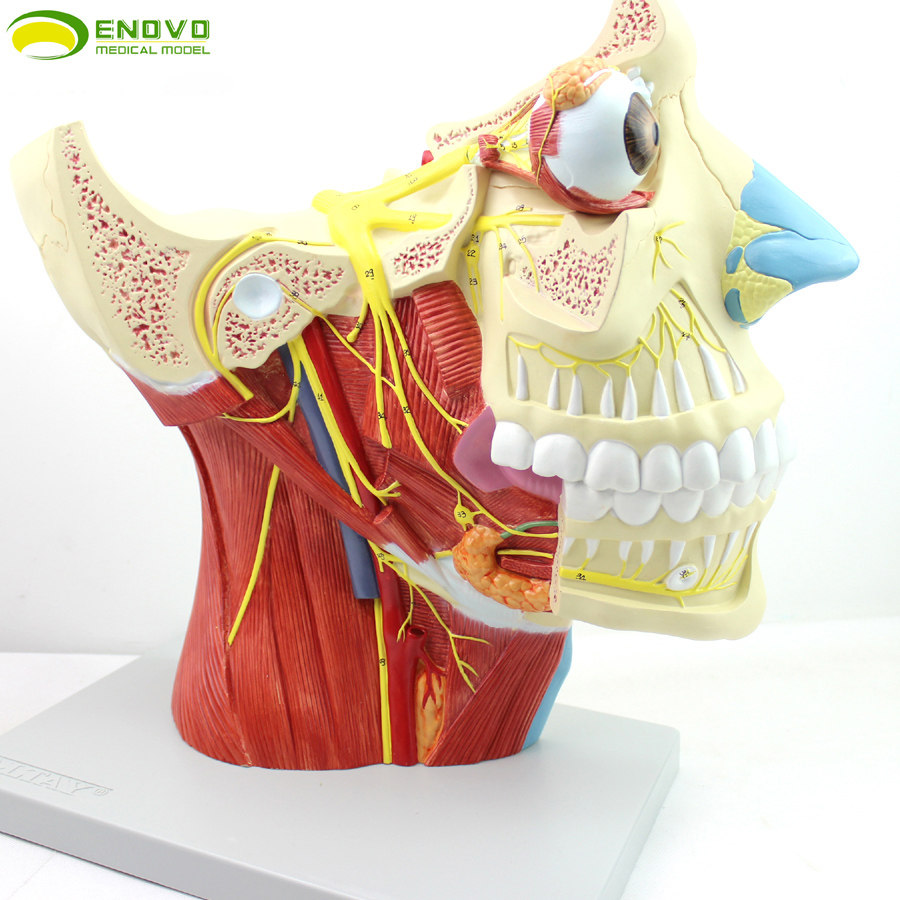 enovo颐诺十二对颅神经系统解剖模型12对脑神经模型神经内科外科