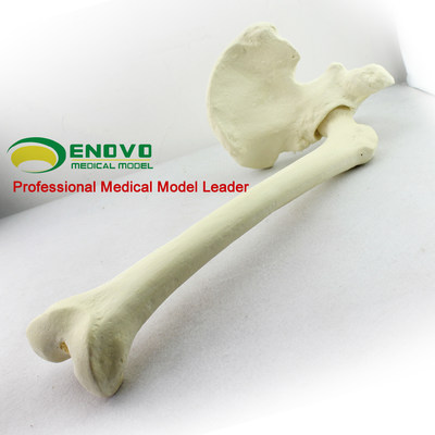 ENOVO颐诺 骨科手术摸拟股骨髋骨髂关节模型 Sawbone骨科 pfna操