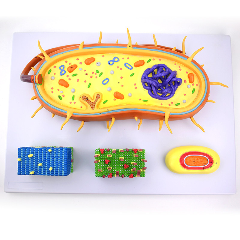 enovo颐诺放大版细菌结构模型细菌f形态结构功能模型生命科学生物