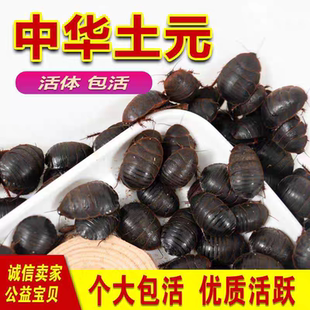 活体土元虫活土鳖虫中药材土元土鳖子地鳖虫