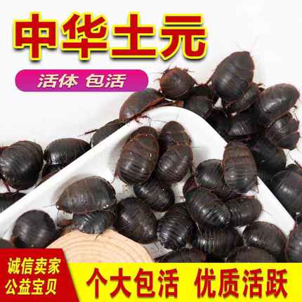 活体土元虫活土鳖虫中药材土元土鳖子地鳖虫
