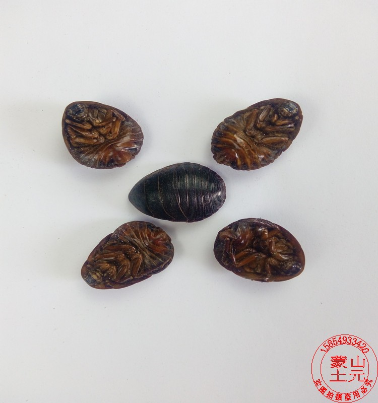 干土元地鳖虫中药材土元