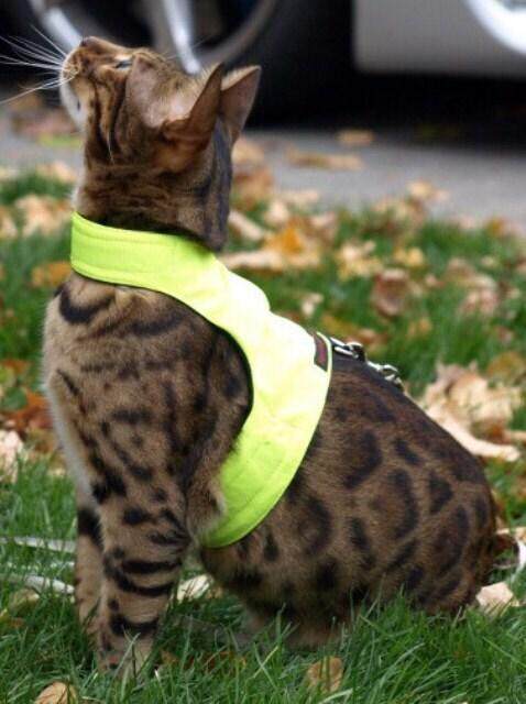 Harness㊣英国代购 手作迷人猫行走夹克背带背心棉质猫宠物服装