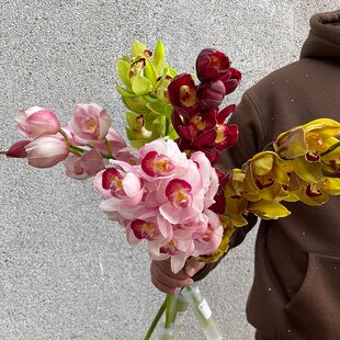 年宵花卉精品花材A级大花蕙兰鲜切花鲜花速递全国兰花水培多款