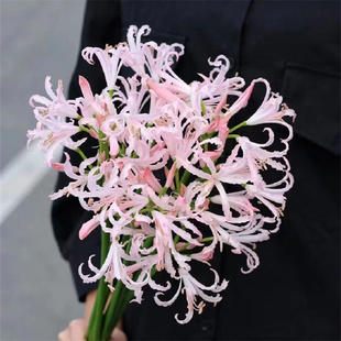 荷兰进口花材粉色石蒜彼岸花小众稀有花材鲜花速递鲜切花5支顺丰