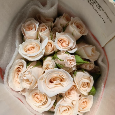 肯尼亚进口花香槟玛卡多头玫瑰花