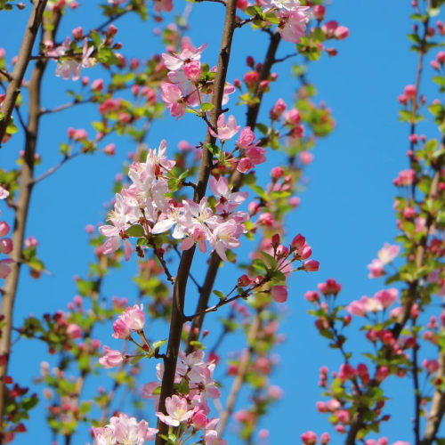 精品花材苹果花鲜切枝条