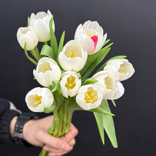 荷兰进口花材鲜花速递维珍白单瓣郁金香鲜切花10支顺丰三件包邮