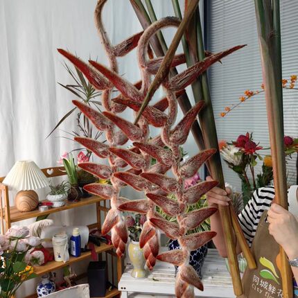 厄瓜多尔进口高端鲜花家庭水培插花稀有小众毛绒吊鸟鲜切花1支