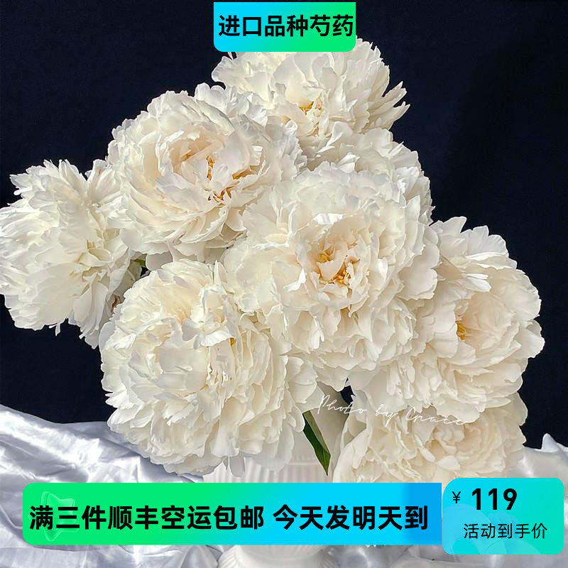 进口品种奶油碗芍药花鲜花全国速递广州上海香港深圳顺丰三件包邮