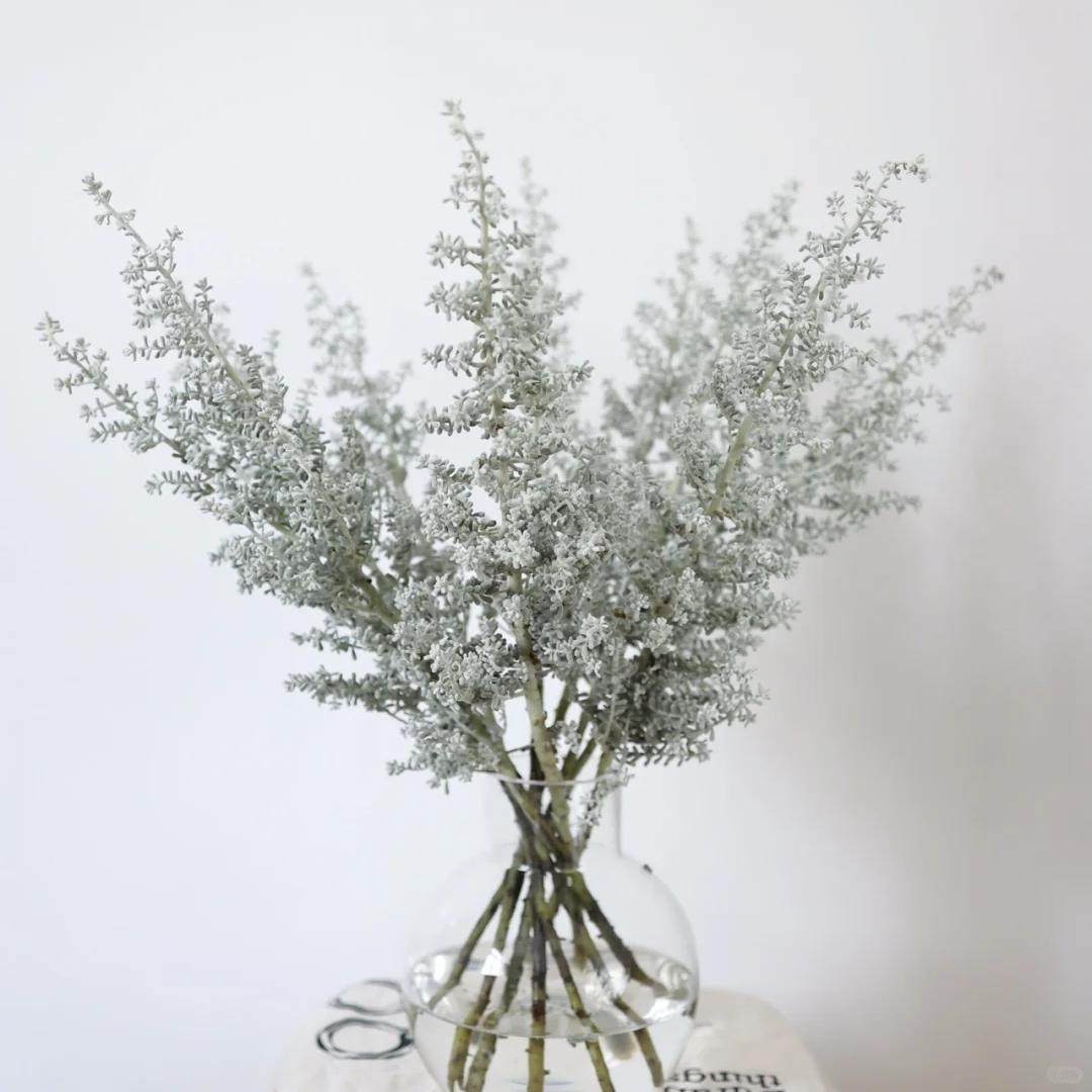 同城甄选小众花材叶材银叶地肤全国速递家庭插花用花配花1扎