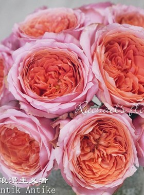 肯尼亚进口鲜花速递花园玫瑰花Romantik Antike浪漫安提克10支