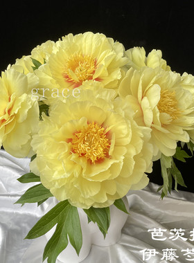 精品芍药花速递日本进口品种伊藤芍药黄色牡丹东方金芭茨拉热卖