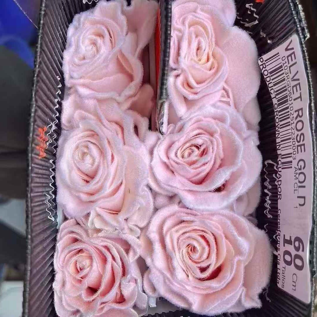 厄瓜多尔染色玫瑰花玫瑰金天鹅绒