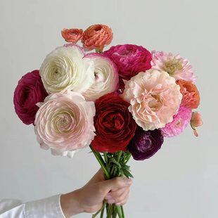 日本进口高端花材洋牡丹鲜切花多款选择鲜花速递全国家庭水培插花