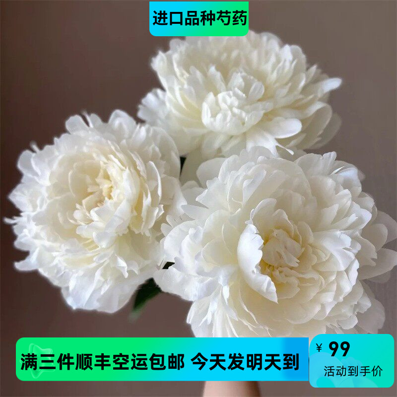 彼尤尼进口品种艾尔萨斯芍药鲜切花家庭养花鲜花速递5支三件包邮