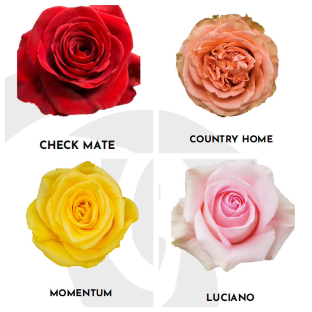 厄瓜多尔进口原色玫瑰新品合集鲜切花家庭养花鲜花速递10支,鲜花速递/花卉仿真/绿植园艺,鲜花速递(同城),淘宝优惠券,粉丝福利购,淘宝优惠卷