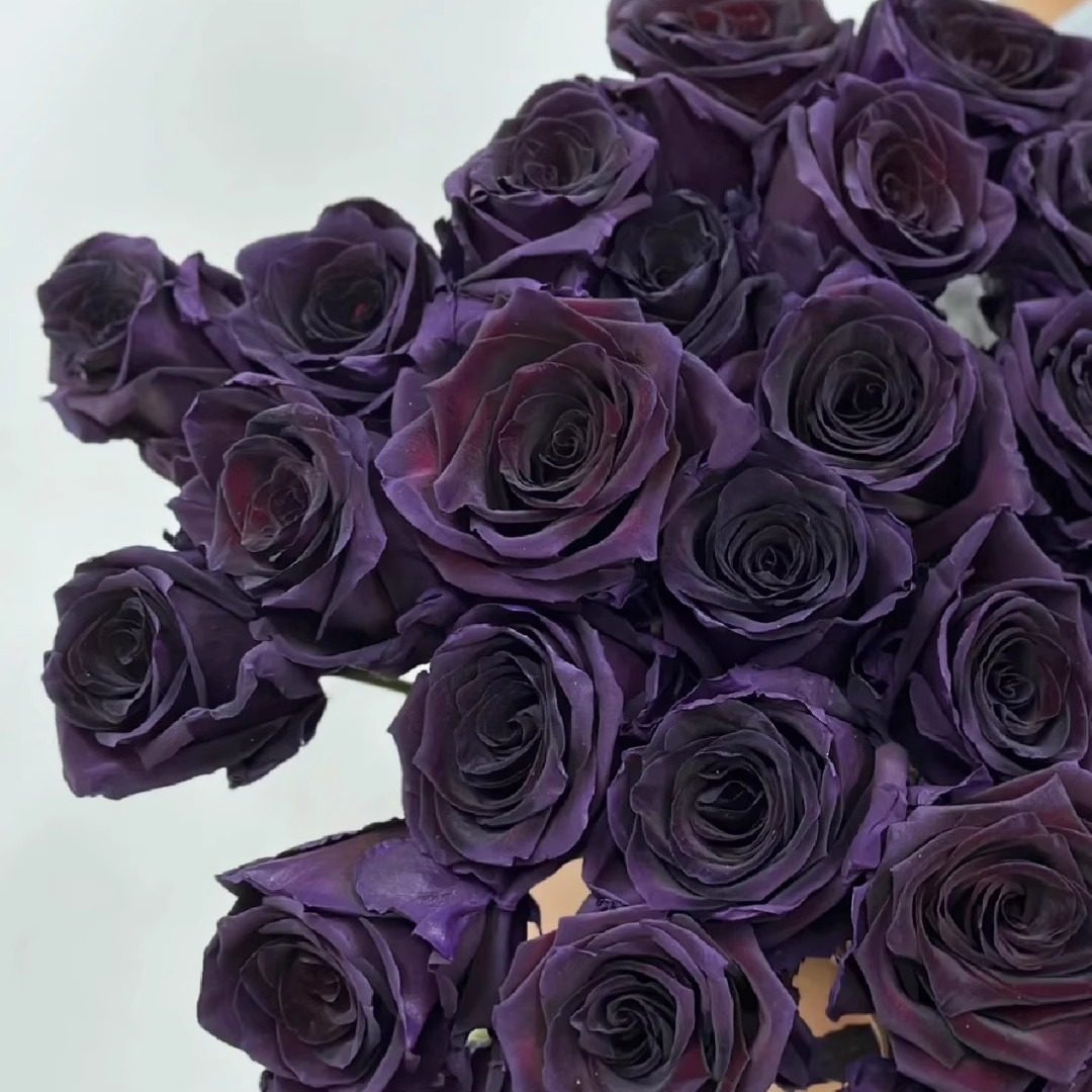 厄瓜多尔进口高端染色PLUM AMETHYST 李子玫瑰花速递送礼10支