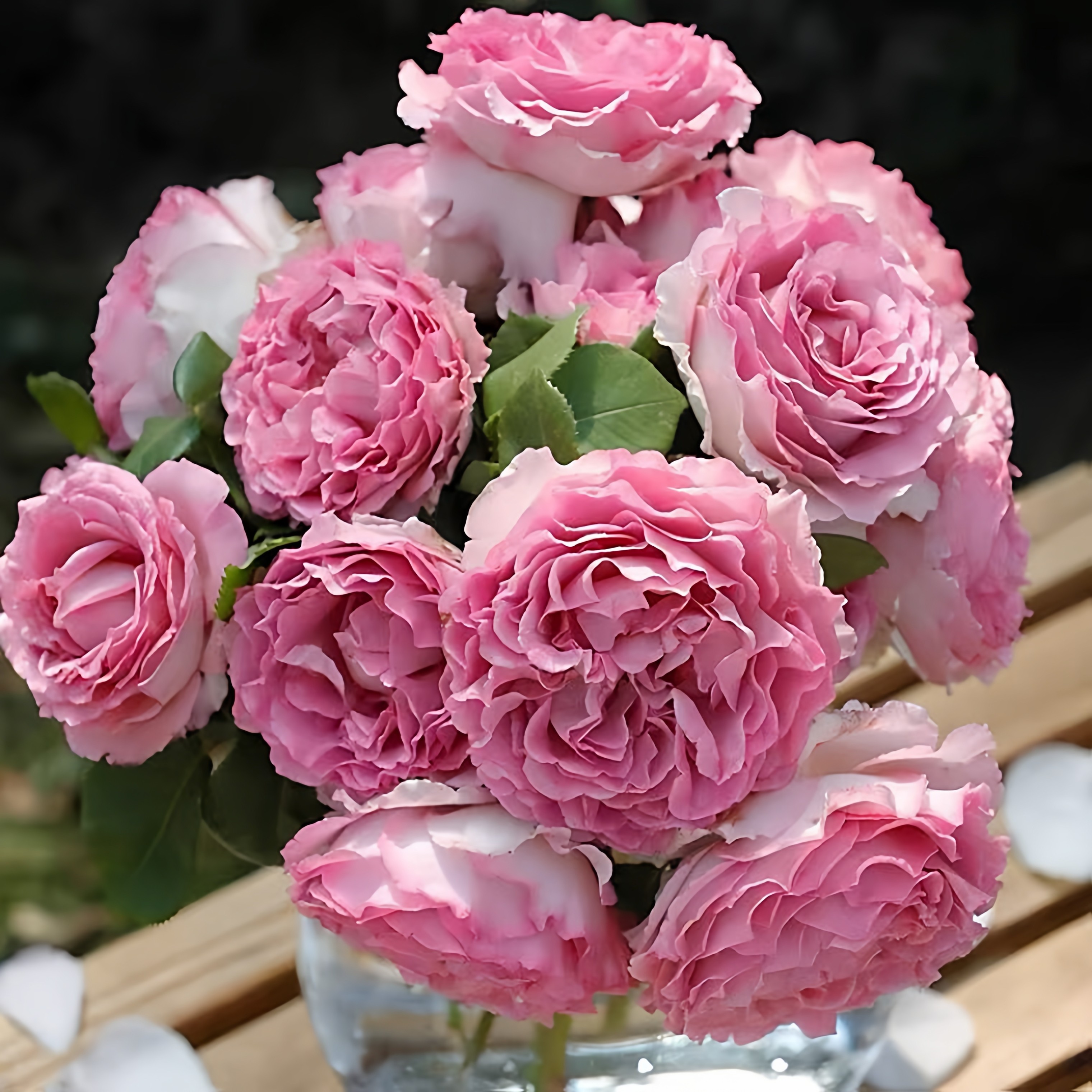 【顺丰包邮】罗衣爬藤月季大苗无刺浓香庭院阳台花墙拱门造型花卉,鲜花速递/花卉仿真/绿植园艺,月季/蔷薇/玫瑰,淘宝优惠券,粉丝福利购,淘宝优惠卷