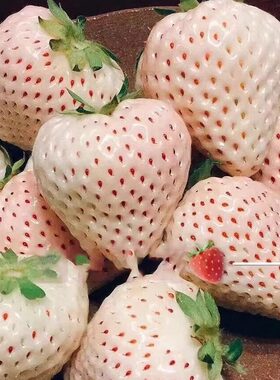 日本原种 农场种植 淡雪白色恋人 白草莓（一箱4盒1200克）