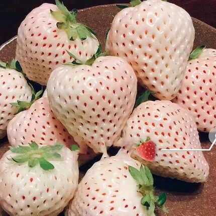 日本原种 农场种植 淡雪白色恋人 白草莓（一箱4盒1200克）
