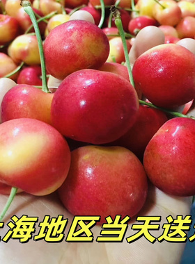 智利白车 雷尼尔 金车 Rainier雷妮尔黄车4斤JJ脆甜装车厘子白