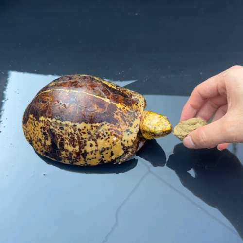 议价黄额黑腹母，610克，有眼疾，看不到，会吃龟粮，650