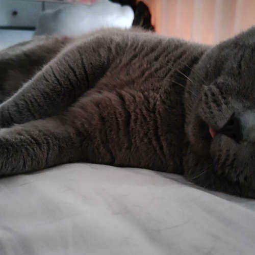 议价蓝胖胖，性格温和，附近可配种