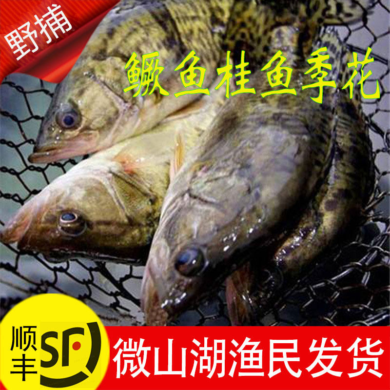 微山野湖原生态野捕鲜活鳜鱼桂鱼