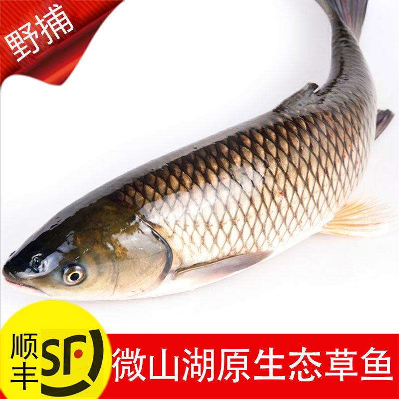 活鱼现杀微山湖野捕淡水鱼无污染