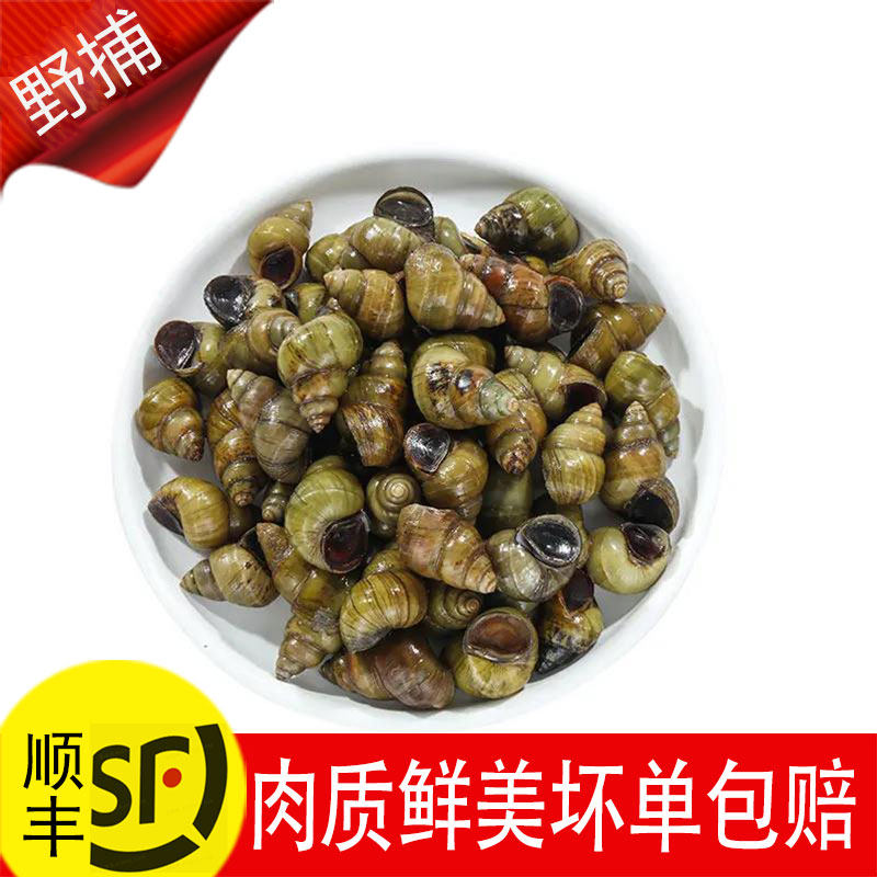 微山湖野生清水田螺泥螺石螺大小规格都有包活体螺丝螺蛳脆螺现货