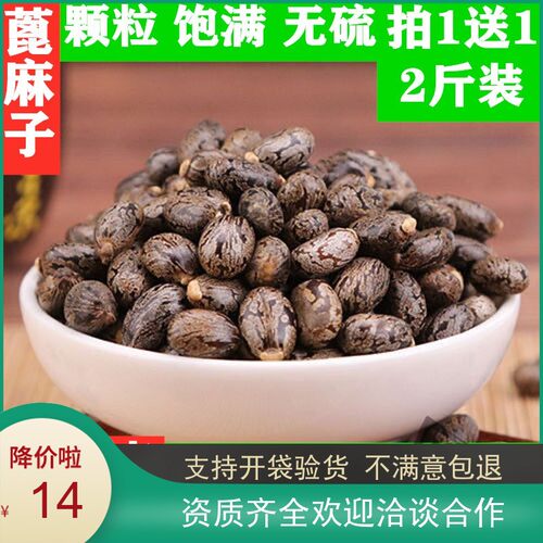 野生蓖麻籽种子中药材新货