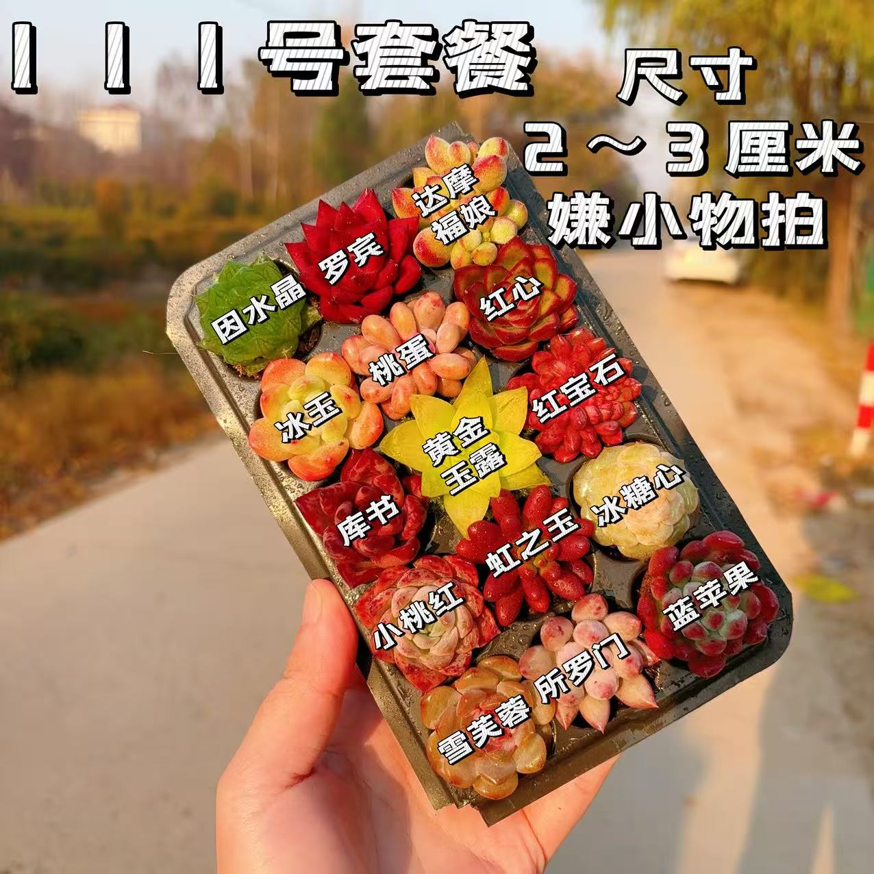【111号套餐】套餐2-3厘米15颗多肉植物组合多肉带托盘