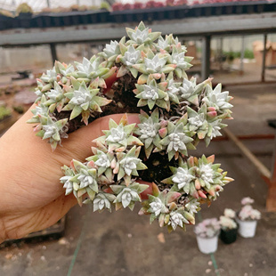 白菊群多肉植物老桩白菊