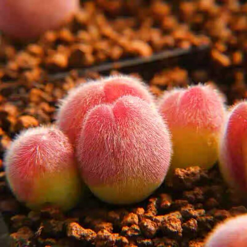 毛翠滴多肉植物肉锥带毛多肉可爱多肉绿植盆栽