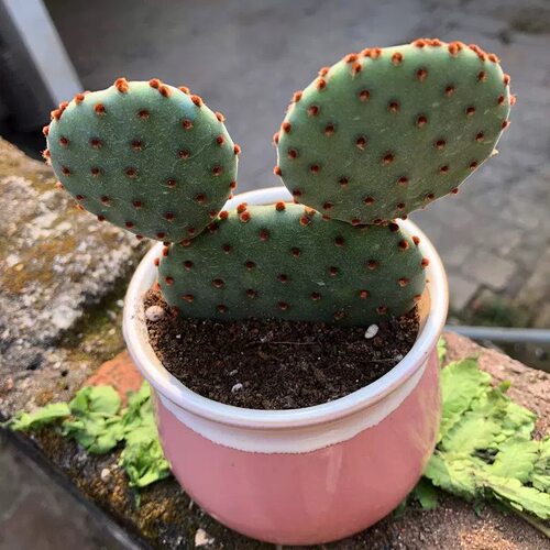 大米奇红太古仙人掌球团扇多肉植物盆栽室内易养防辐射美观绿植