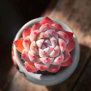 如梦令多肉植物绿植盆栽