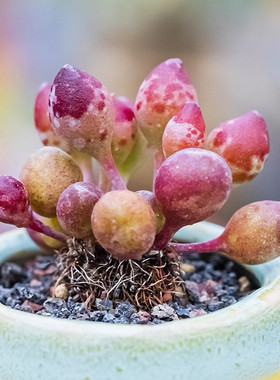 鼓槌水泡红色多肉植物天锦章属精品控养阳台办公桌