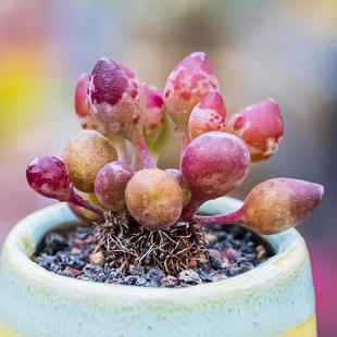 鼓槌水泡红色多肉植物天锦章属精品控养阳台办公桌