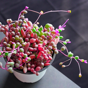 多肉植物紫玄月吊兰带盆土紫葡萄