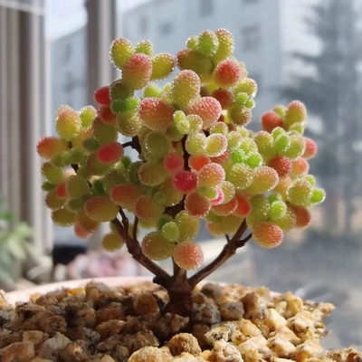 蜜桔糖球亮晶晶植物枝干番杏多肉植物