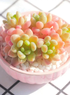 洛可可带盆土群生多肉植物绿植盆栽