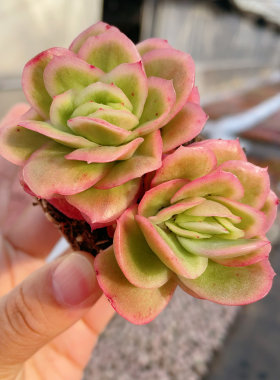 冰玫瑰多肉植物群生冰玫瑰绿植盆栽