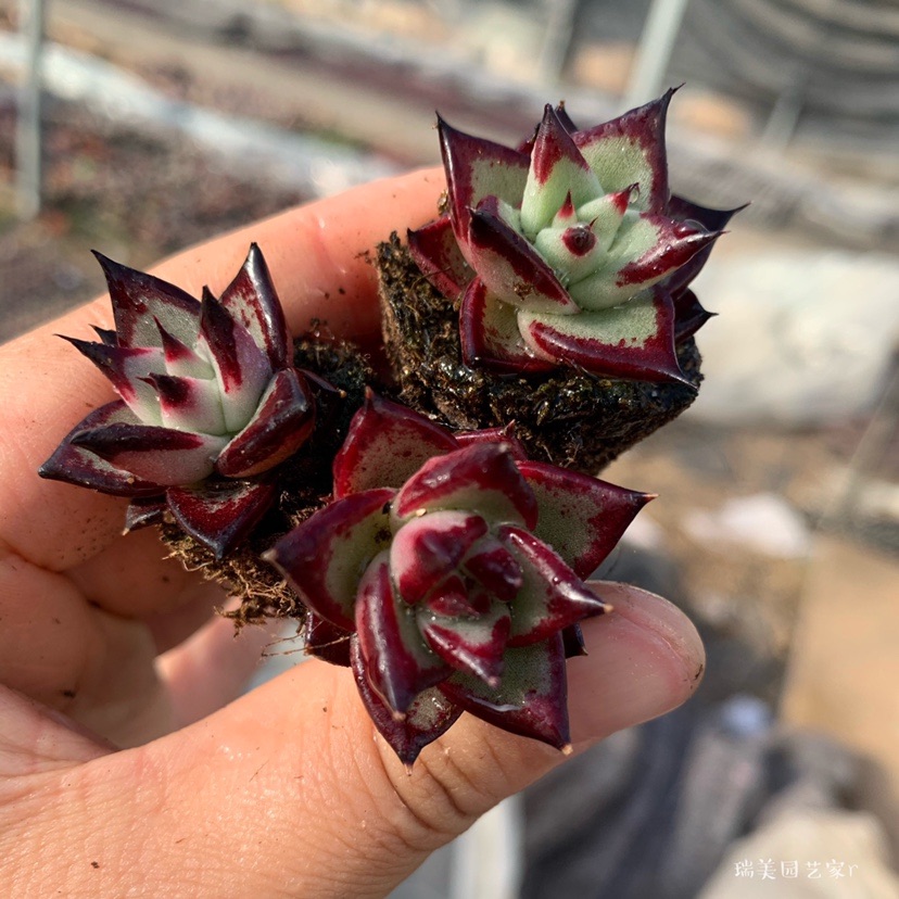 多肉植物乌木黑檀汁景天多肉东云系多肉穴盘苗