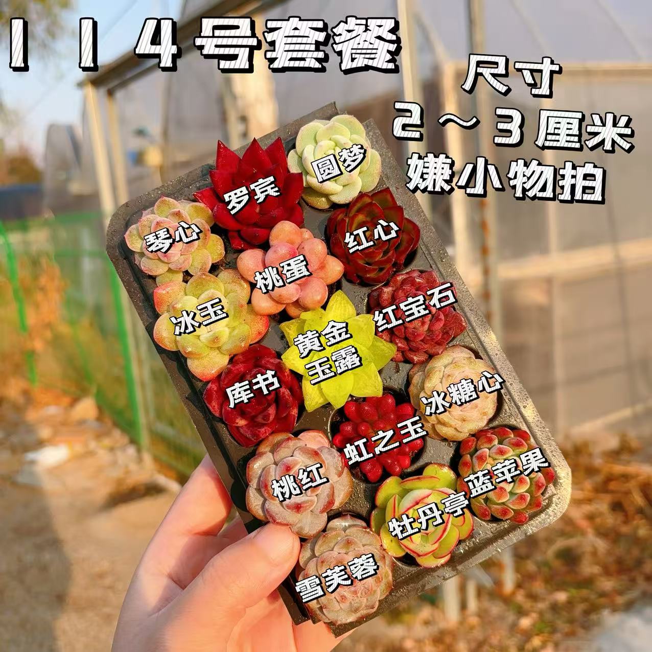 【114号套餐】套餐2-3厘米15颗多肉植物组合多肉带托盘