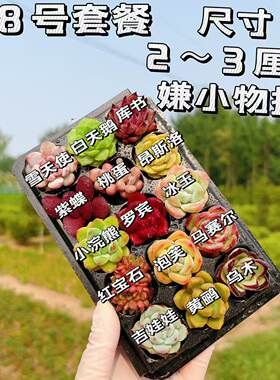 【38号套餐】套餐2-3厘米15颗多肉植物组合多肉带托盘