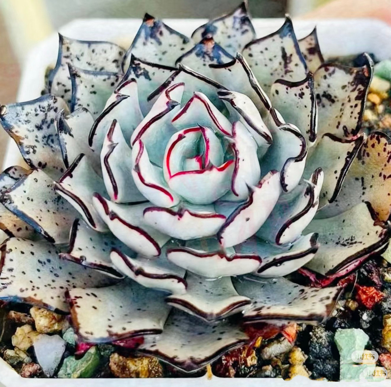 剑斯诺娃绿植盆栽多肉植物莲花多肉贵货品种,鲜花速递/花卉仿真/绿植园艺,多肉植物,淘宝优惠券,粉丝福利购,淘宝优惠卷