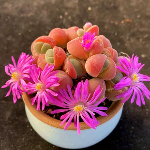 无比玉精灵玉多肉植物元宝开花多肉