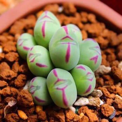 多肉植物仙人口笛带盆土绿植盆栽