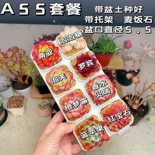 【A55号套餐】8颗多肉套餐多肉植物8颗品种带托架